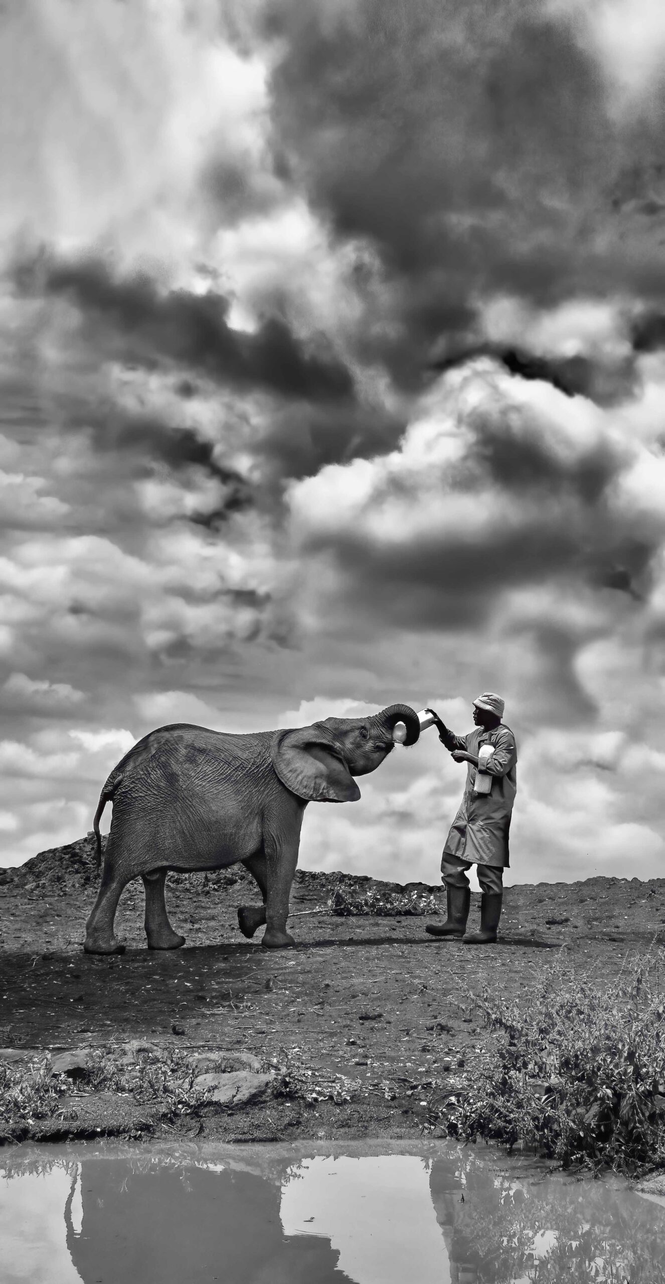 giving milk to baby elephant