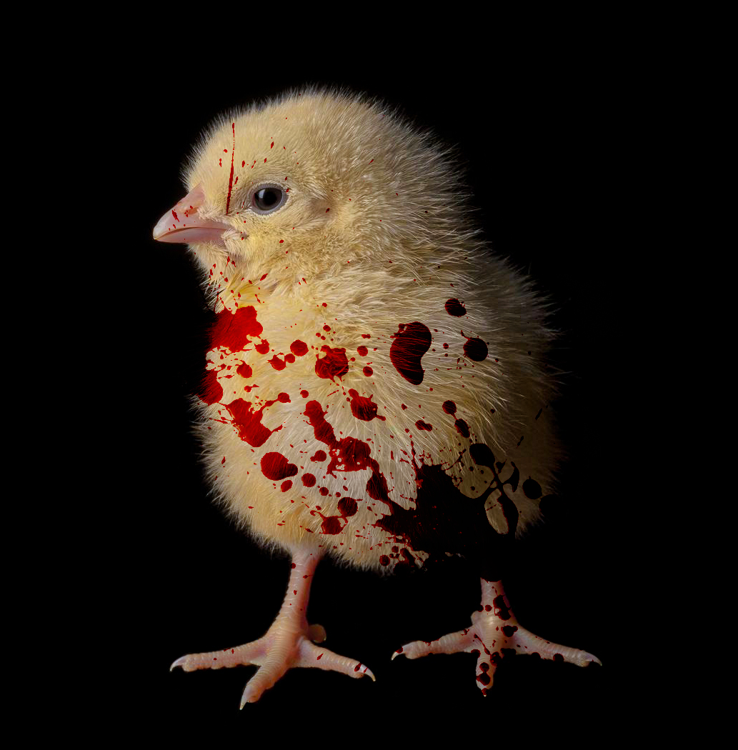 chick killed and blood