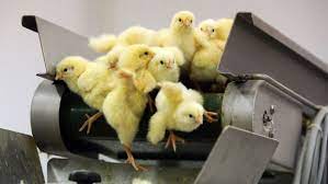 chicks on rolling belt