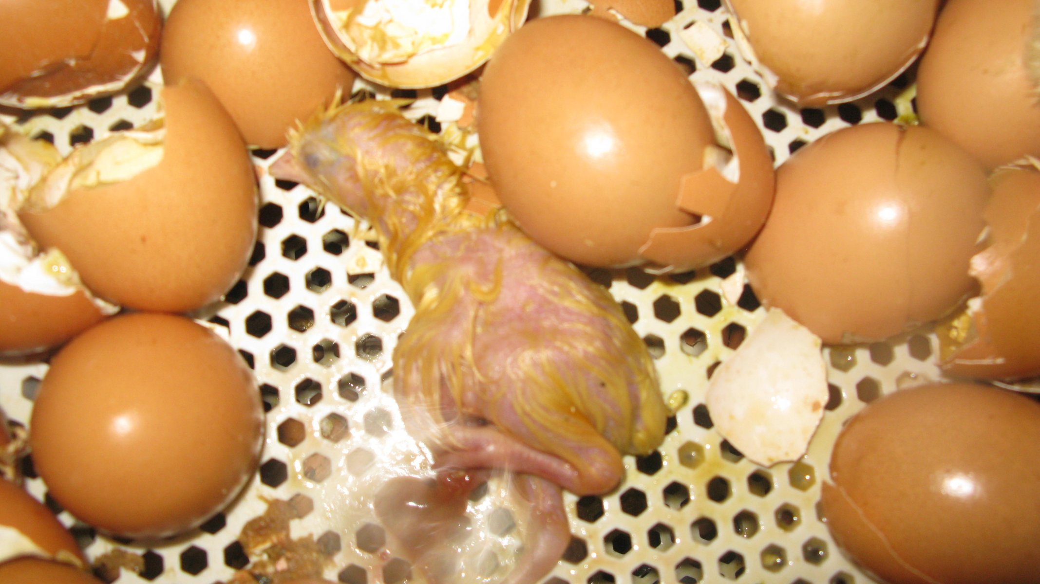 chick after hatching