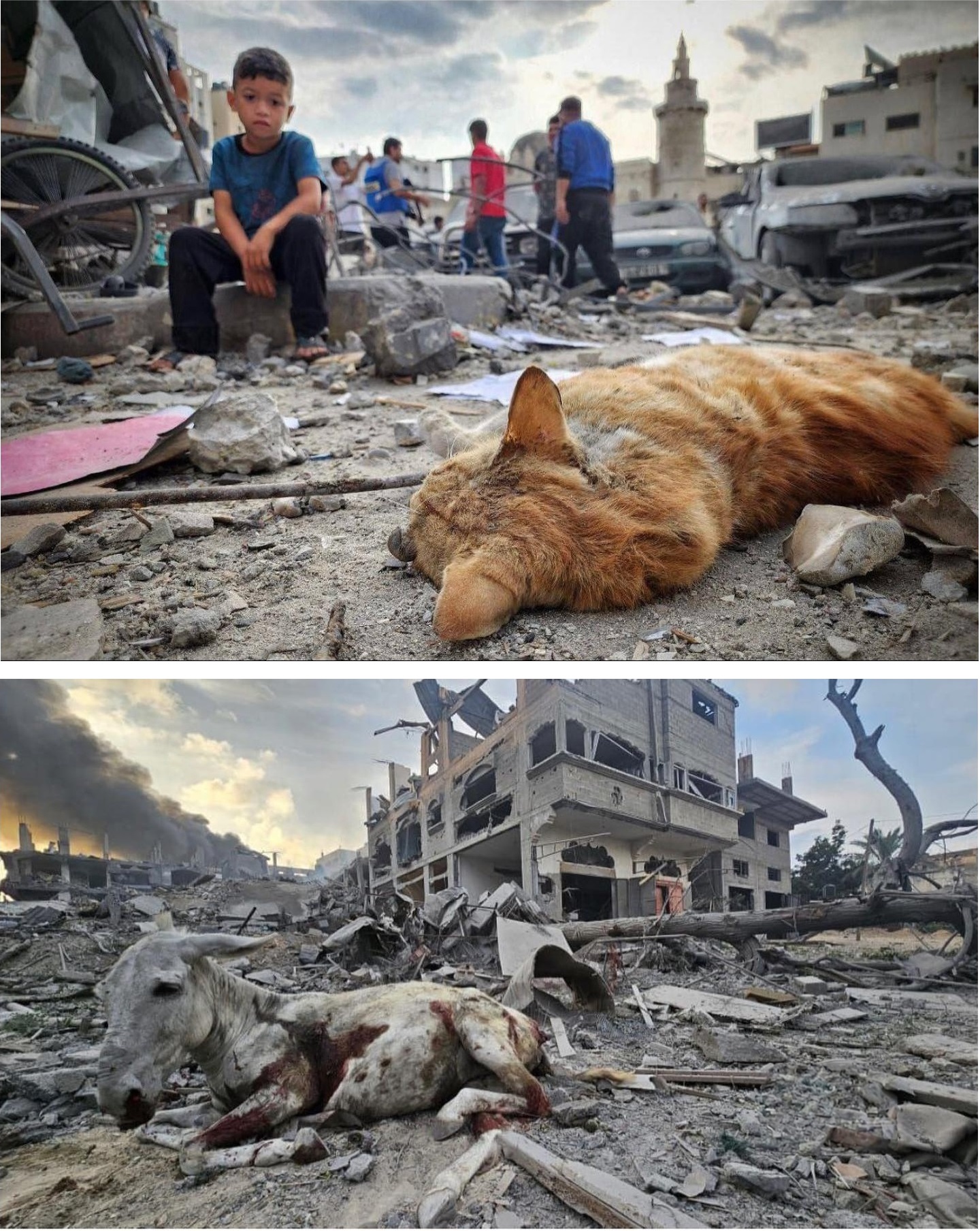 Rooshibi Leaks: The Silent Victims - 0sl8agq