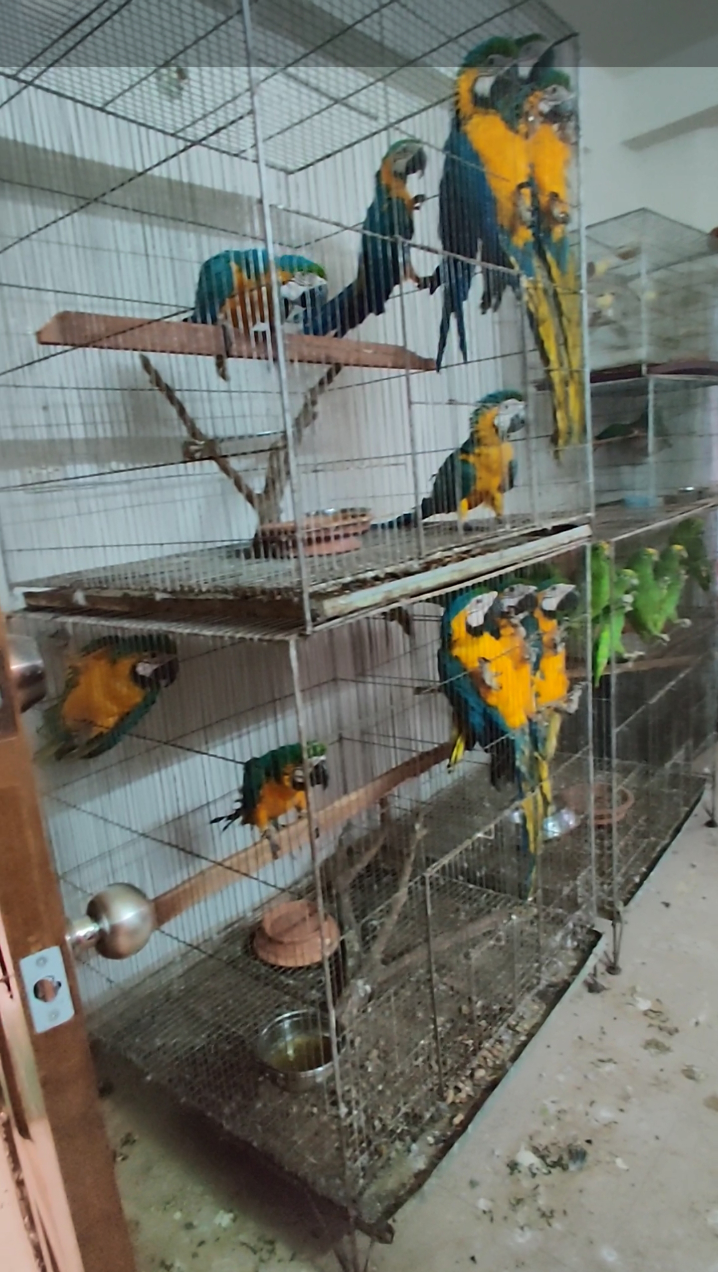 Exotic birds in cage