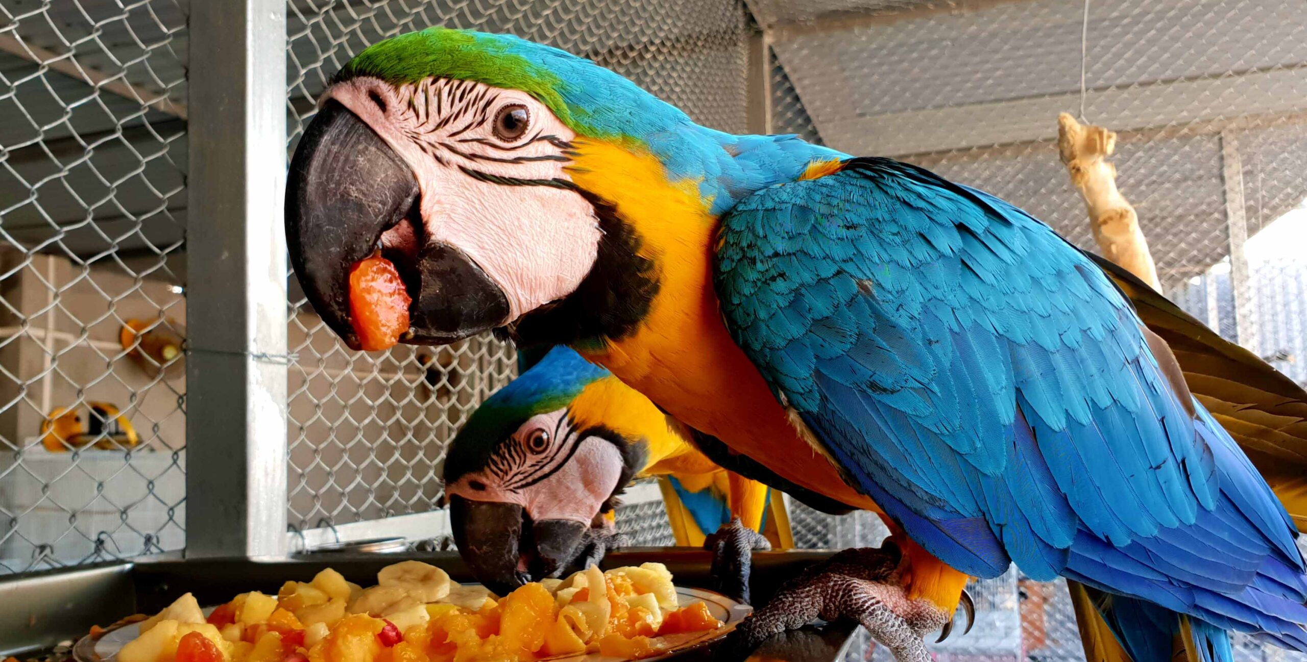 macaw eating fruits