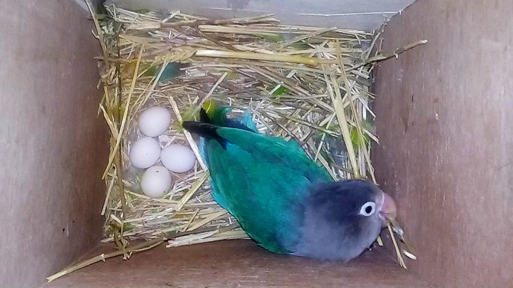 bird with eggs