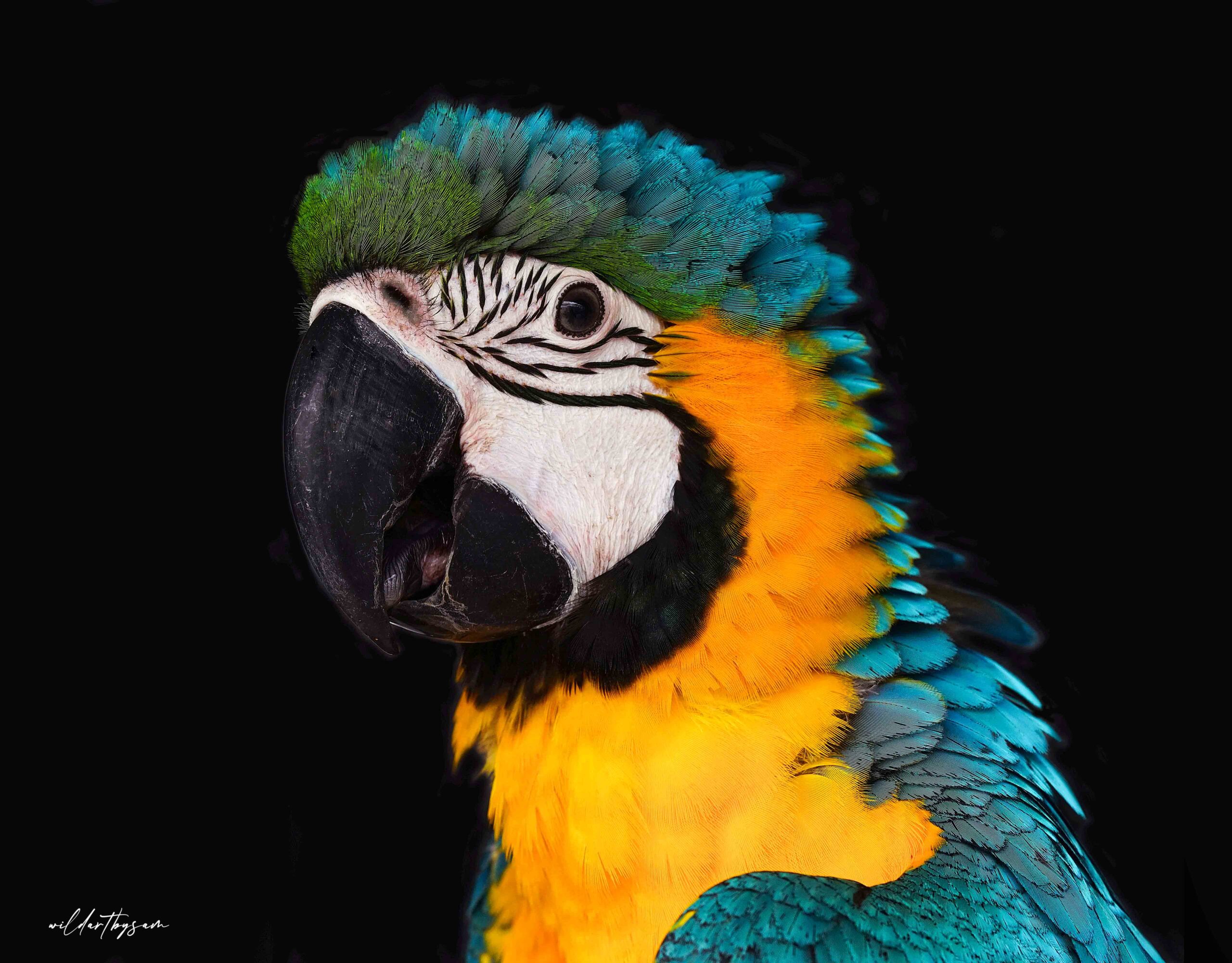 Macaw