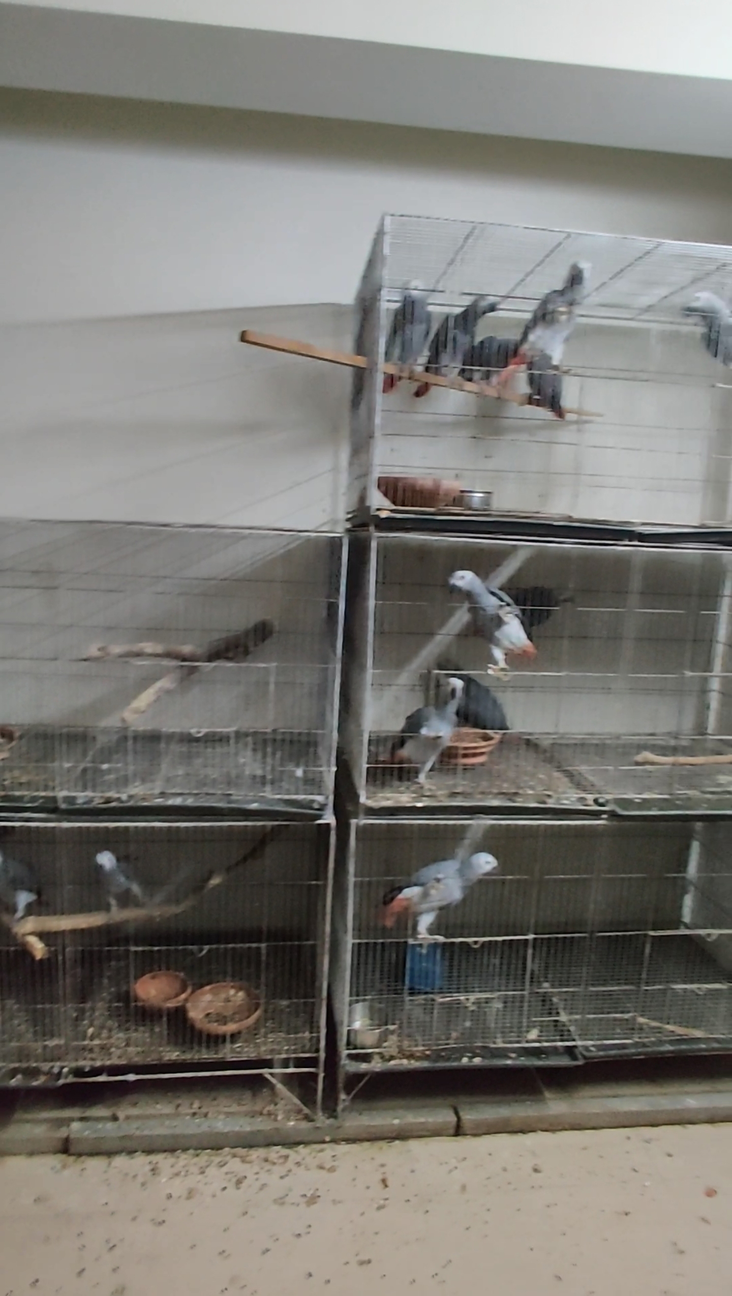 Exotic birds in cage