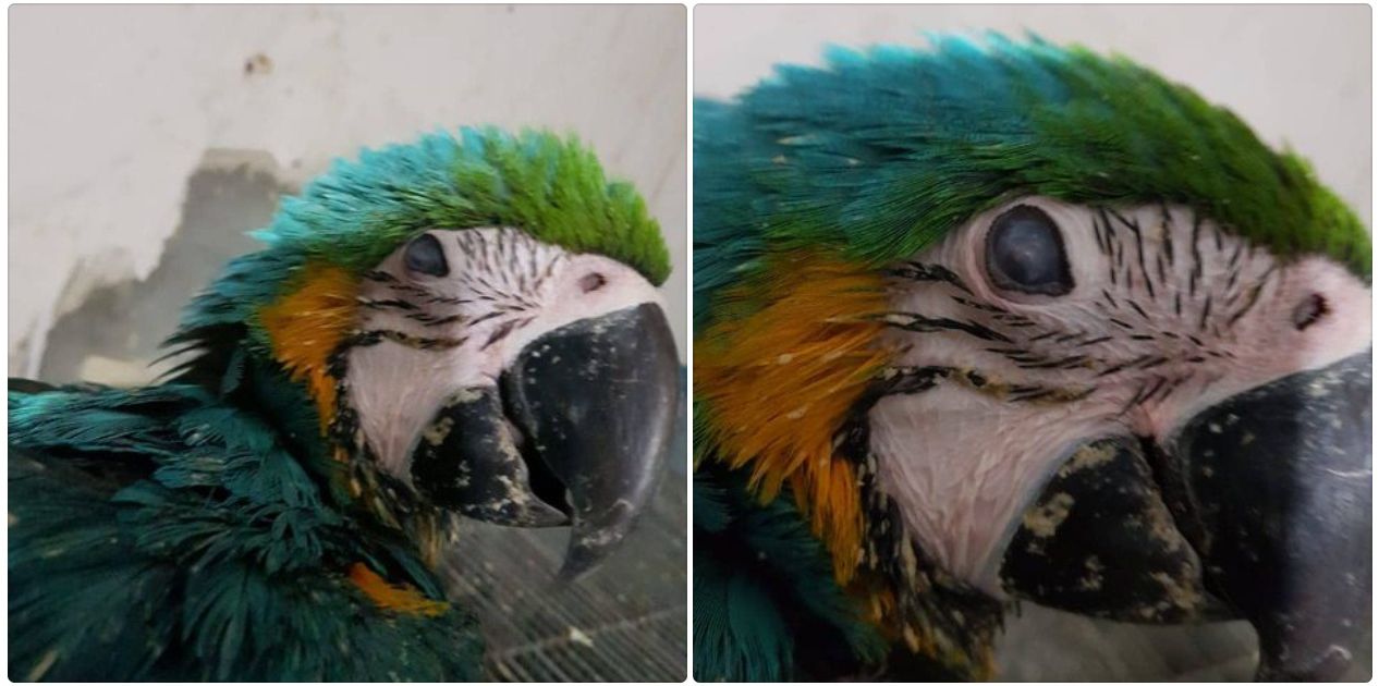 Macaw eye damaged