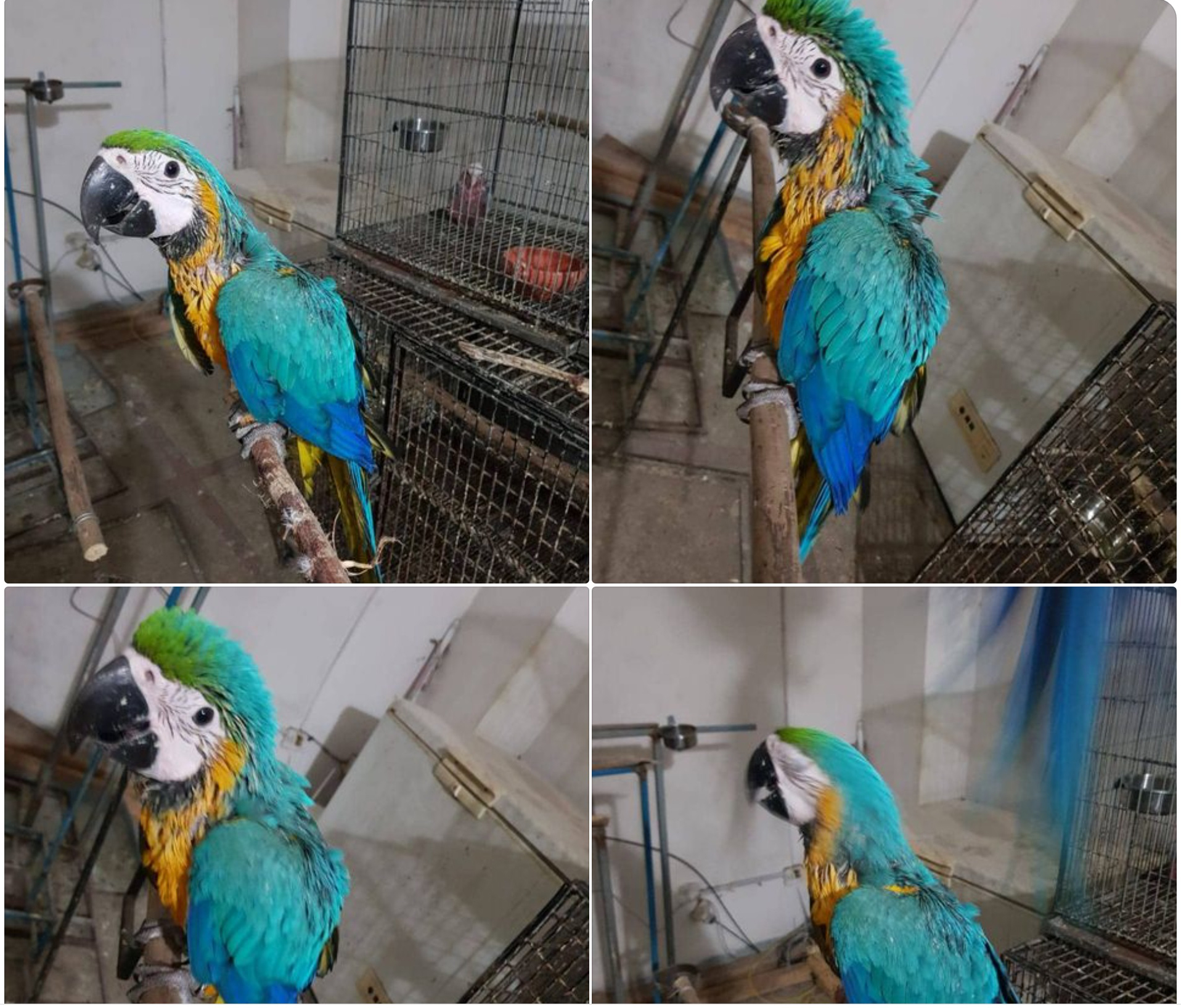 Macaw is in bad health 