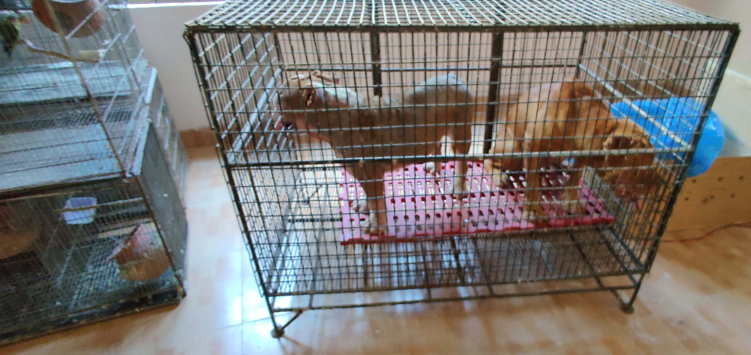 dog in small cage