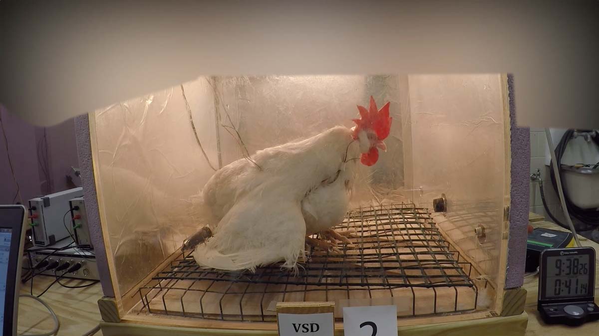 chicken lab testing