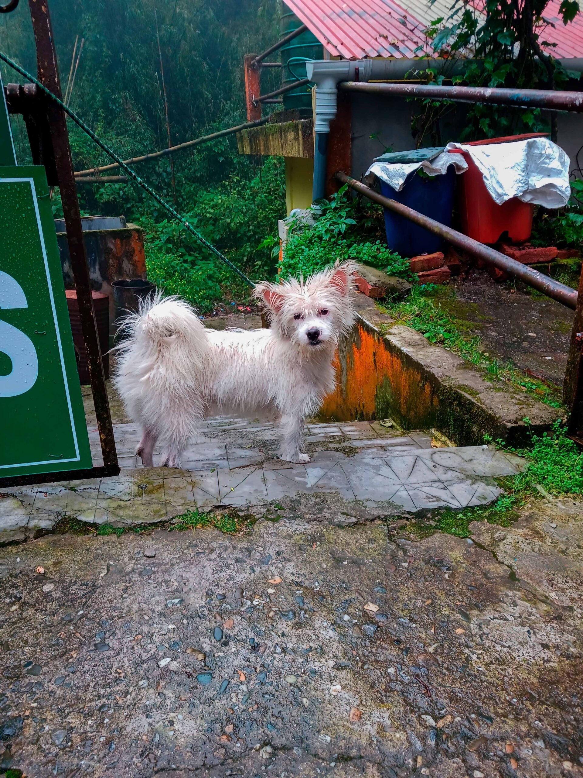 dog