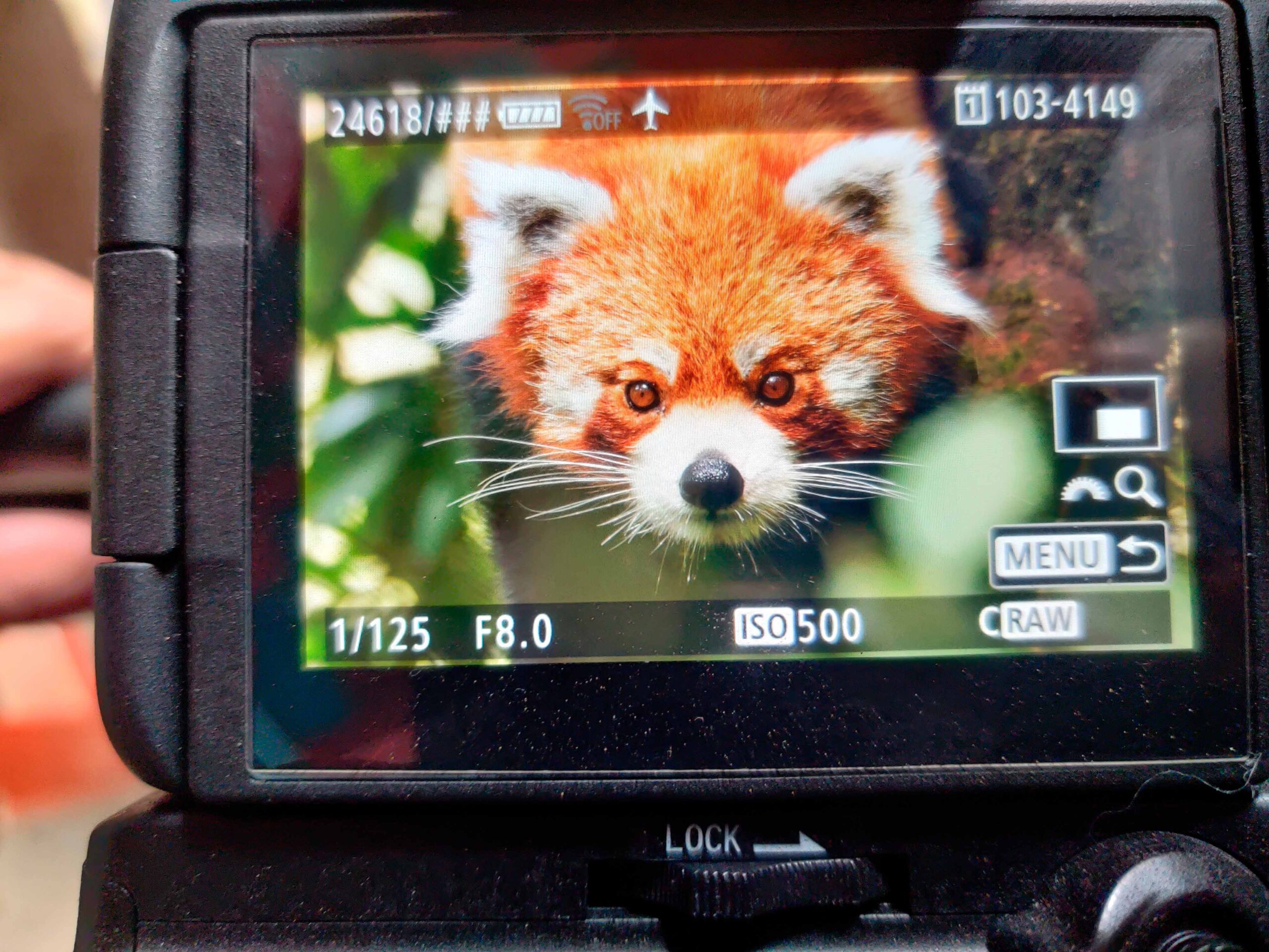 Red panda