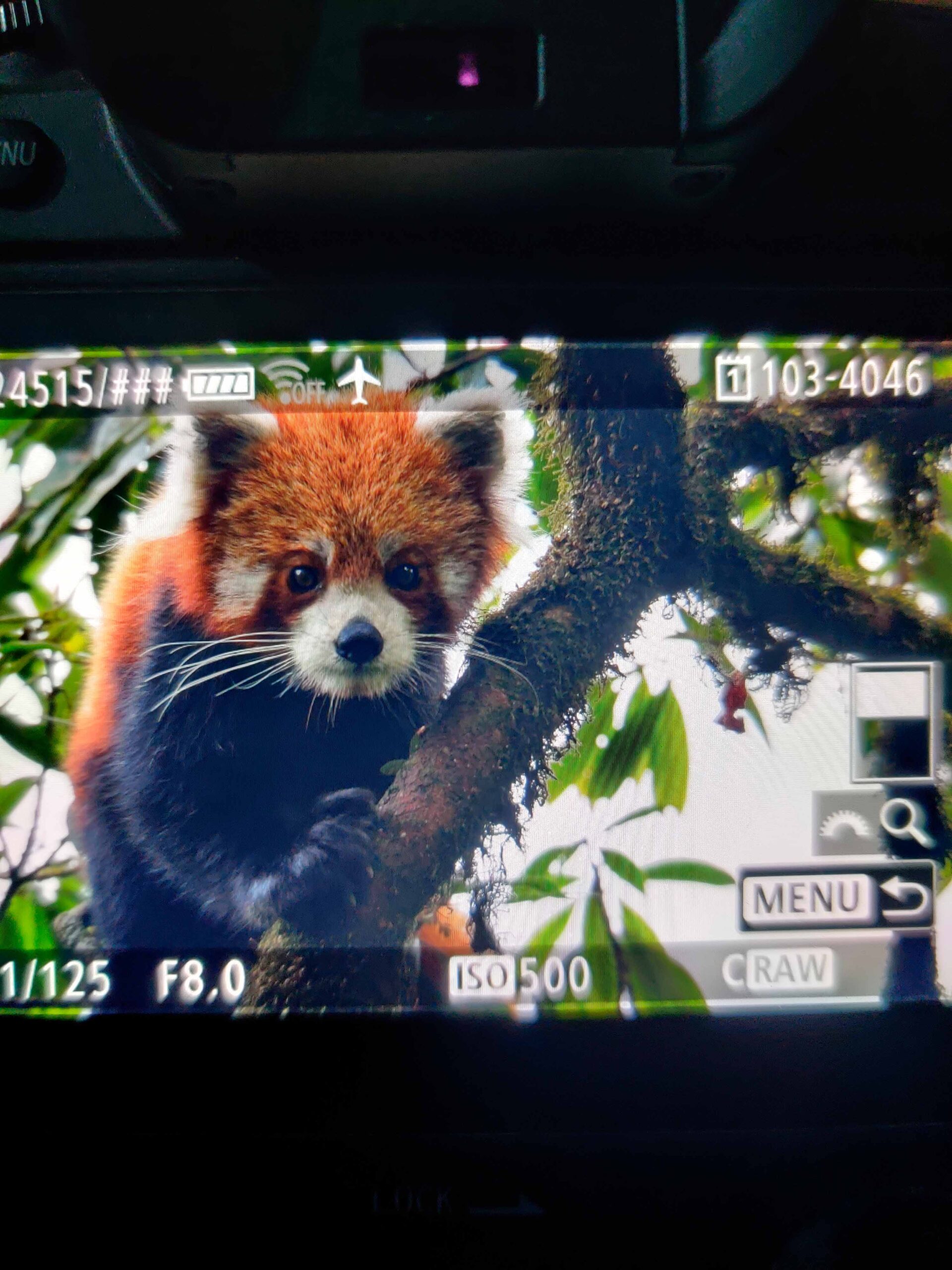 red panda