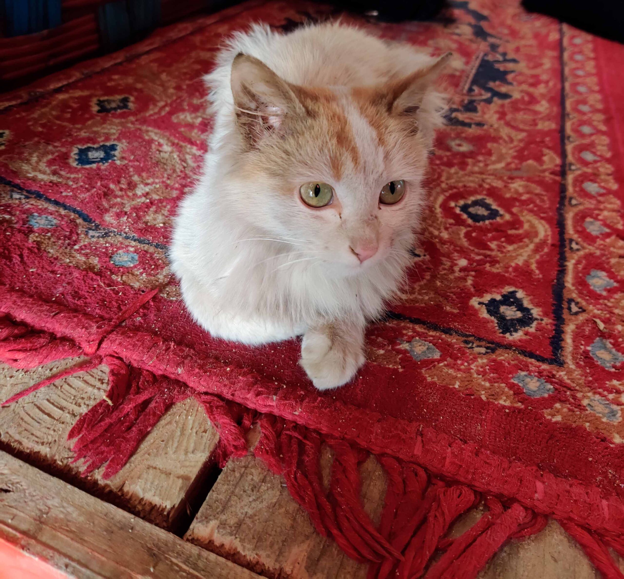 cat
