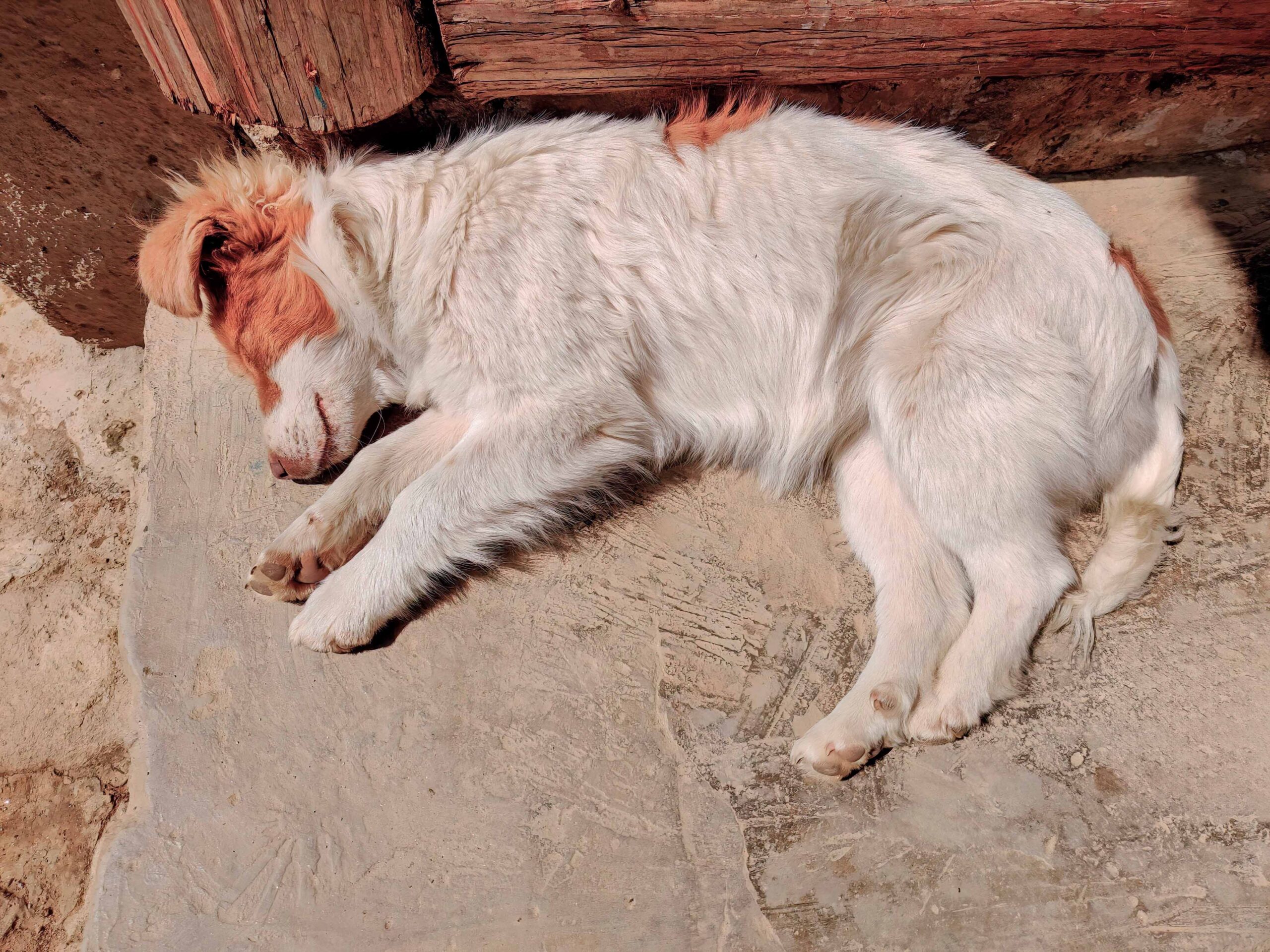 dog