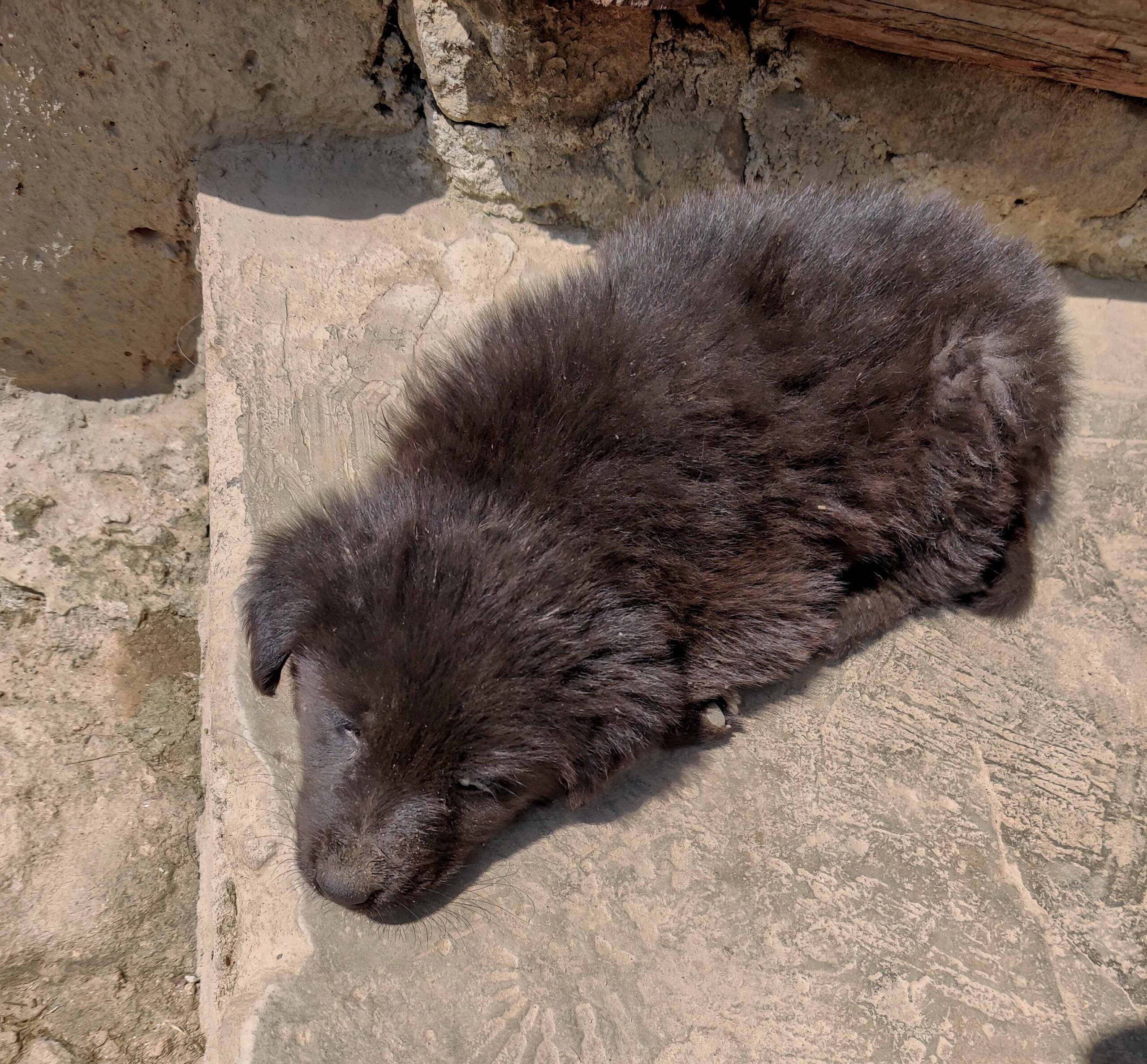 dog