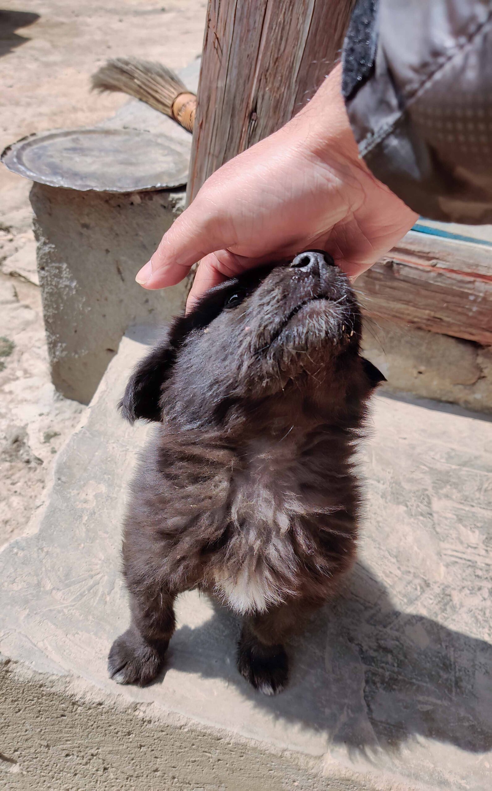 dog