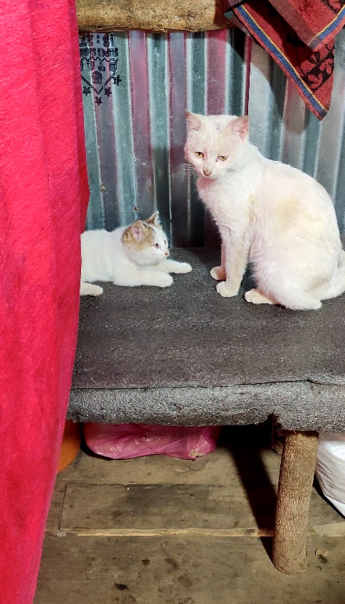 cat family