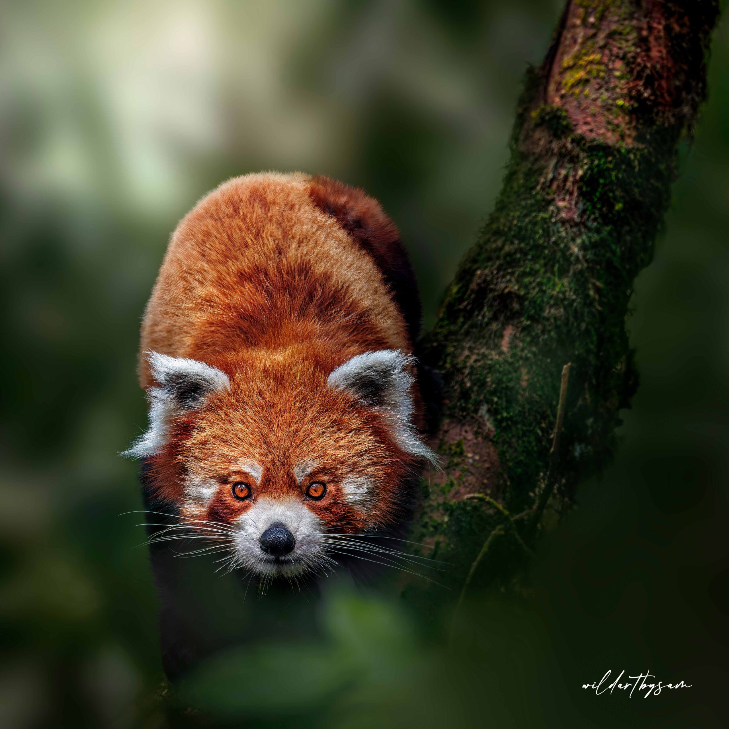 Red panda