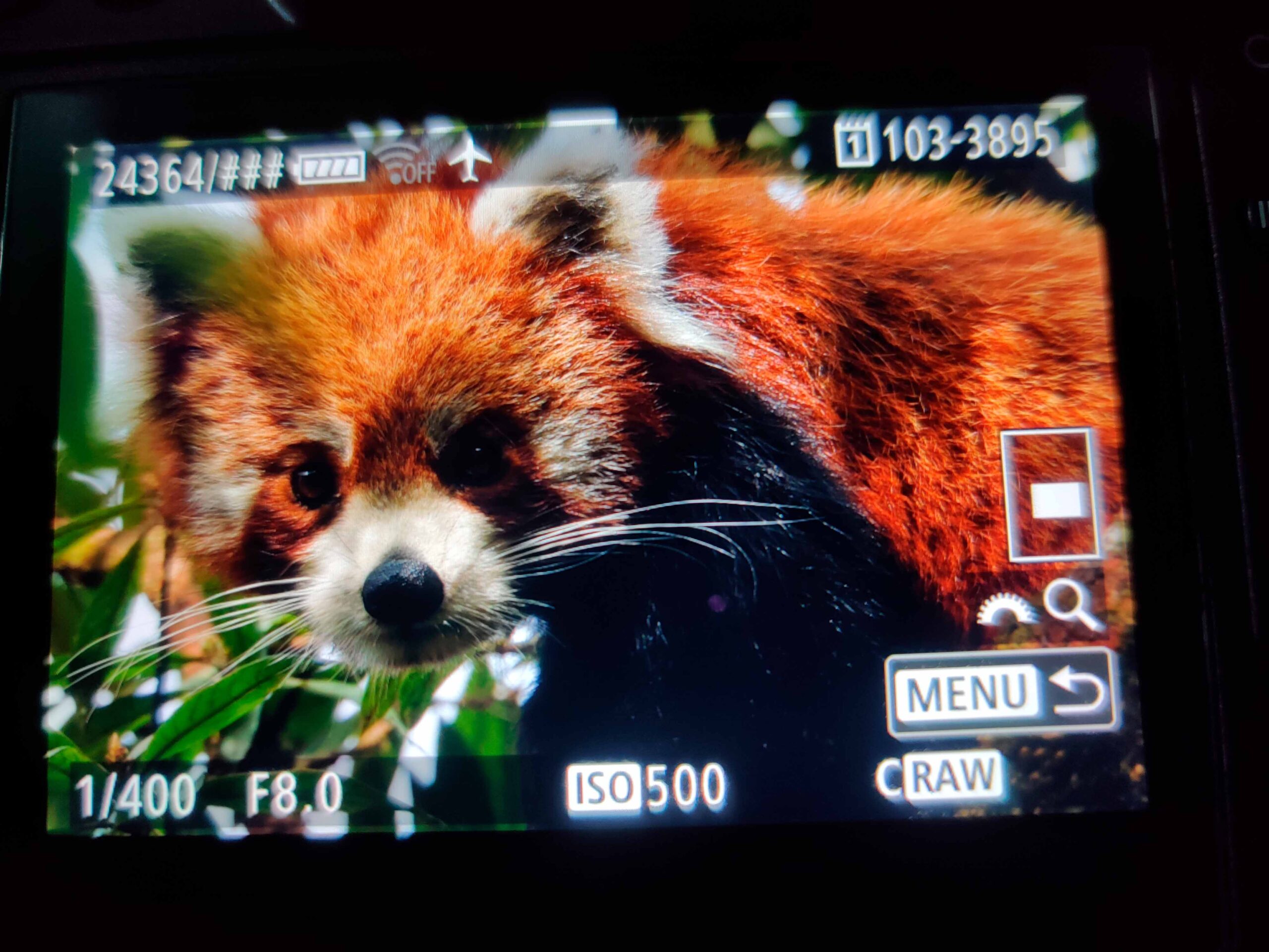 red panda 