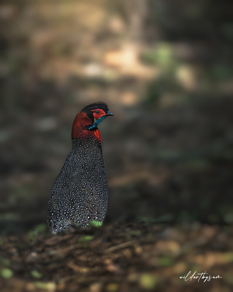 WESTERN TRAGOPAN