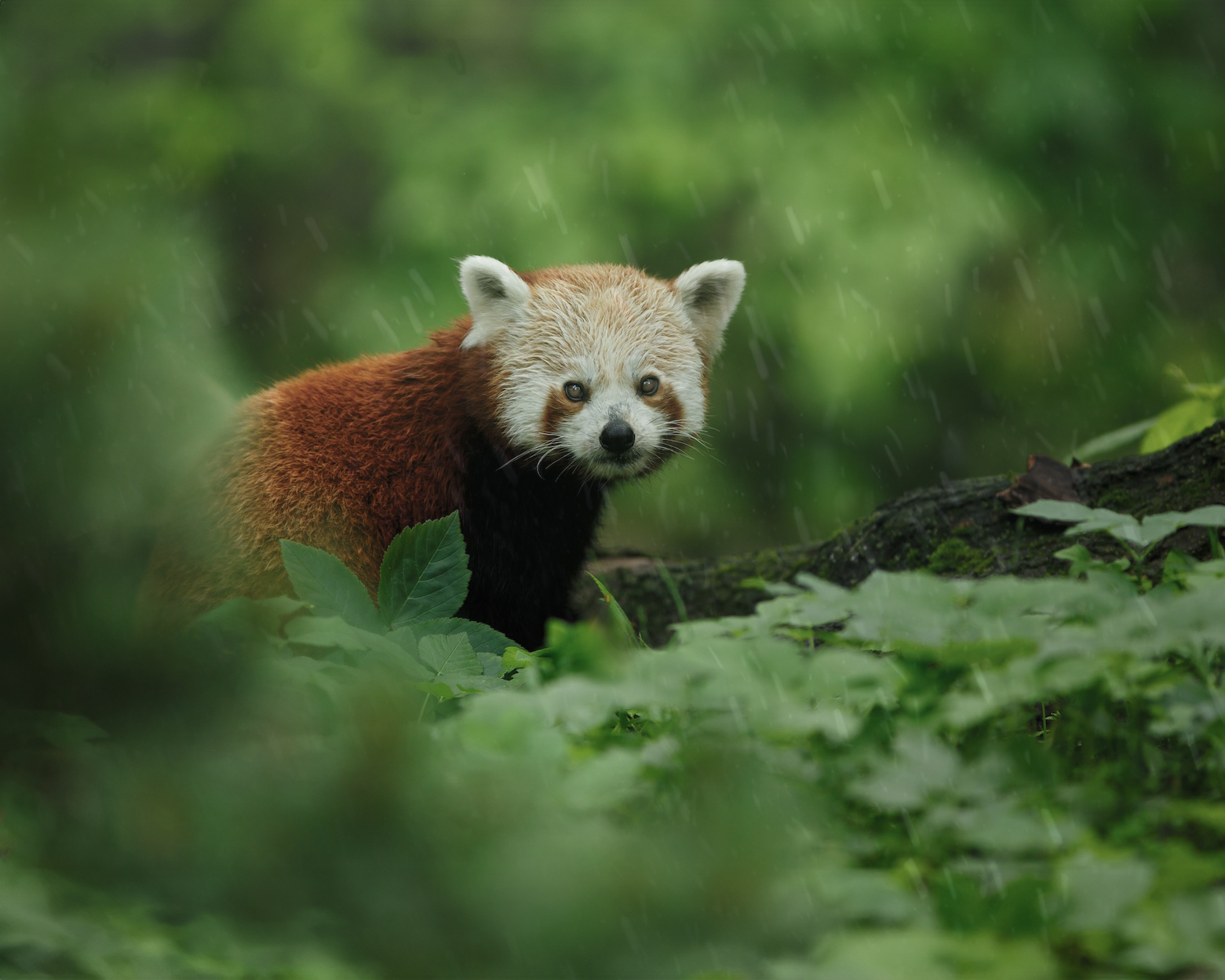 red panda