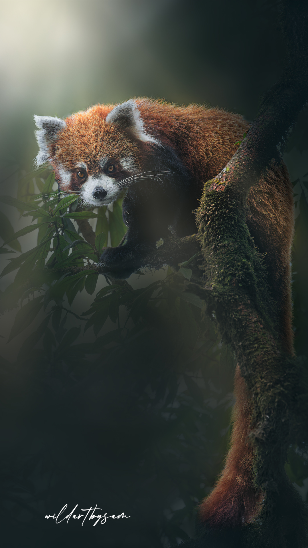 red panda