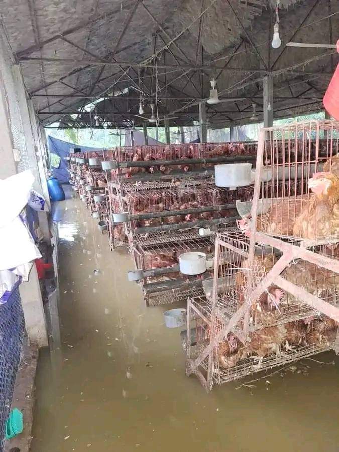 chicken farm in flood