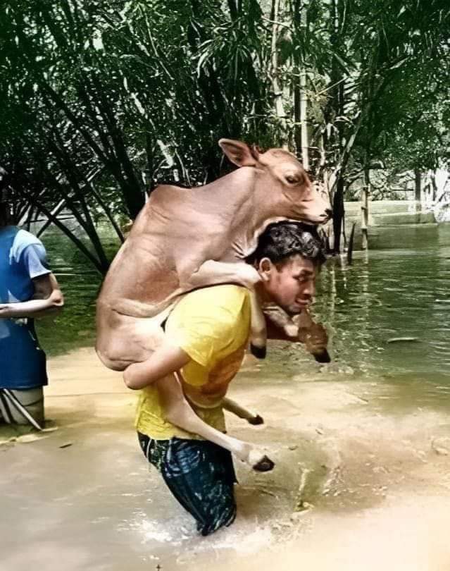 calf rescue