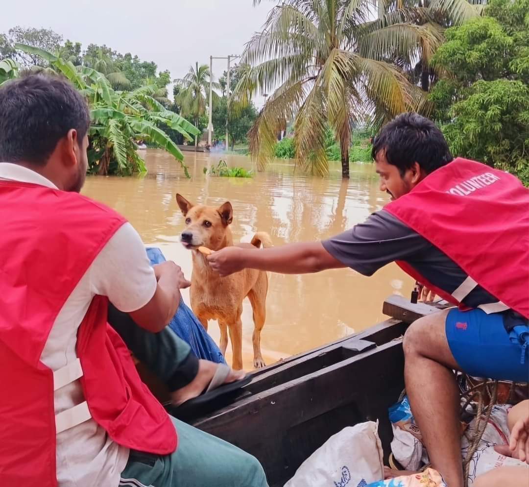 giving food to dog