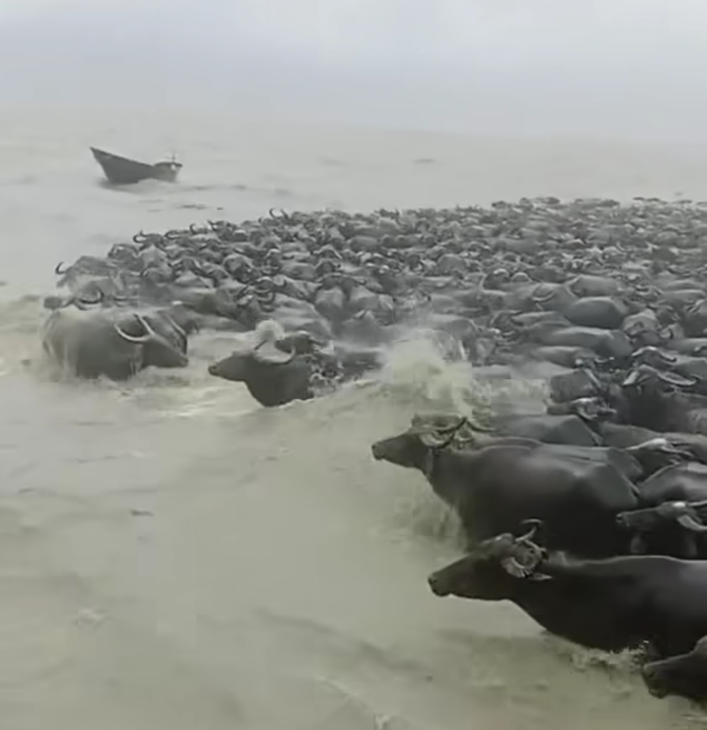 buffalo in flood