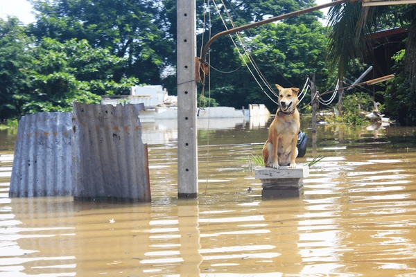 dog in flood affected